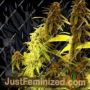 Kong Ox by Holy Smoke Seeds Cannabis Seeds For Sale at Just Feminized