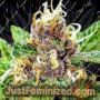 Strawberry Diesel Dojo by Holy Smoke Seeds Cannabis Seeds For Sale at Just Feminized