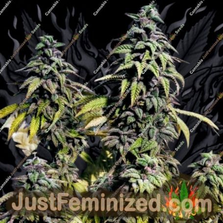 OG Upsetter by Holy Smoke Seeds Cannabis Seeds For Sale at Just Feminized