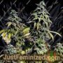 OG Upsetter by Holy Smoke Seeds Cannabis Seeds For Sale at Just Feminized
