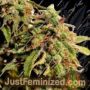 Bong Biscuits by Holy Smoke Seeds Cannabis Seeds For Sale at Just Feminized