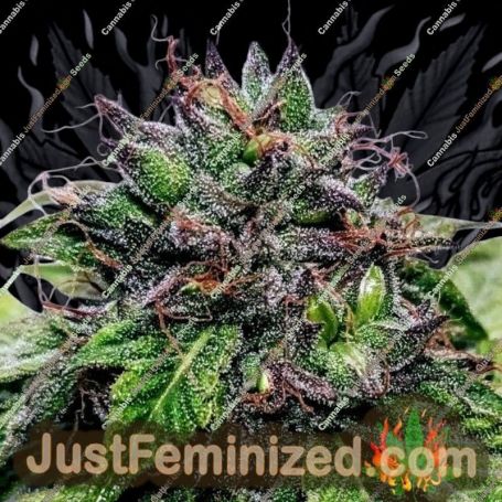 Special Needs by Holy Smoke Seeds Cannabis Seeds For Sale at Just Feminized