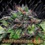 Special Needs by Holy Smoke Seeds Cannabis Seeds For Sale at Just Feminized