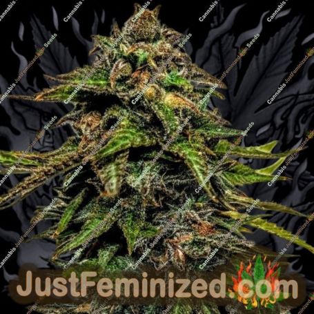 Blue Strawberries by Holy Smoke Seeds Cannabis Seeds For Sale at Just Feminized
