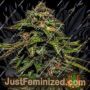 Blue Strawberries by Holy Smoke Seeds Cannabis Seeds For Sale at Just Feminized