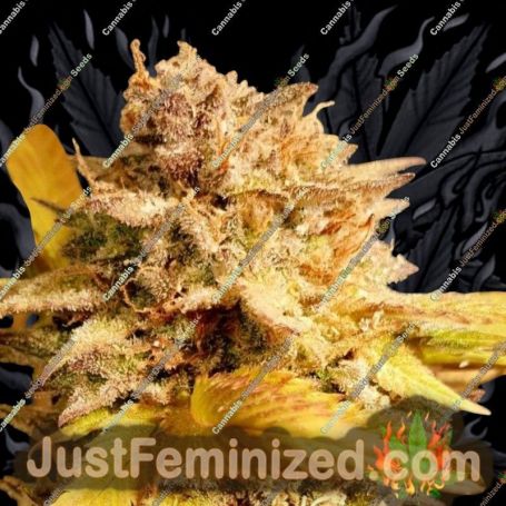 Fizzy Peach by Holy Smoke Seeds Cannabis Seeds For Sale at Just Feminized