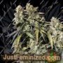Strawberry Sunset by Holy Smoke Seeds Cannabis Seeds For Sale at Just Feminized