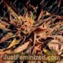 Jelly Beans by Holy Smoke Seeds Cannabis Seeds For Sale at Just Feminized