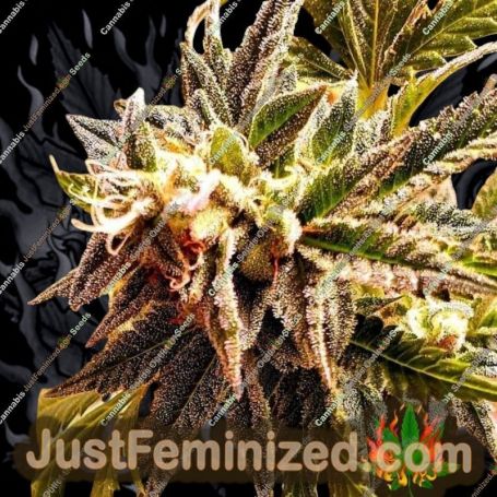 Cherry Bakewell by Holy Smoke Seeds Cannabis Seeds For Sale at Just Feminized