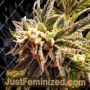 Cherry Bakewell by Holy Smoke Seeds Cannabis Seeds For Sale at Just Feminized