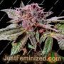 Blueberry Pancakes by Holy Smoke Seeds Cannabis Seeds For Sale at Just Feminized