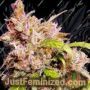 Champagne Cake by Holy Smoke Seeds Cannabis Seeds For Sale at Just Feminized