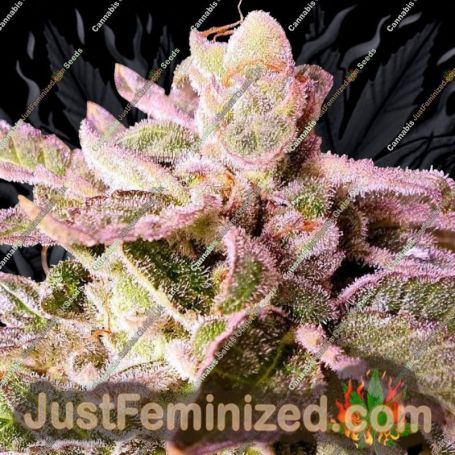 Cherry Kush Cake by Holy Smoke Seeds Cannabis Seeds For Sale at Just Feminized