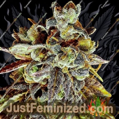 Black Cherry Cake by Holy Smoke Seeds Cannabis Seeds For Sale at Just Feminized
