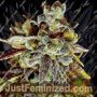 Black Cherry Cake by Holy Smoke Seeds Cannabis Seeds For Sale at Just Feminized