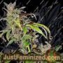 Jelly Cake by Holy Smoke Seeds Cannabis Seeds For Sale at Just Feminized