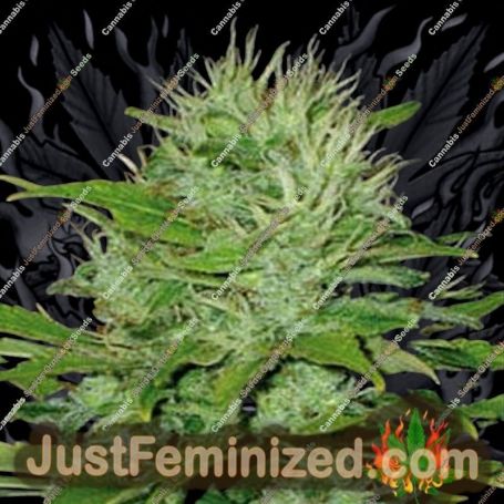 Mango by Blim Burn Seeds Cannabis Seeds For Sale at Just Feminized