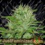 Mango by Blim Burn Seeds Cannabis Seeds For Sale at Just Feminized
