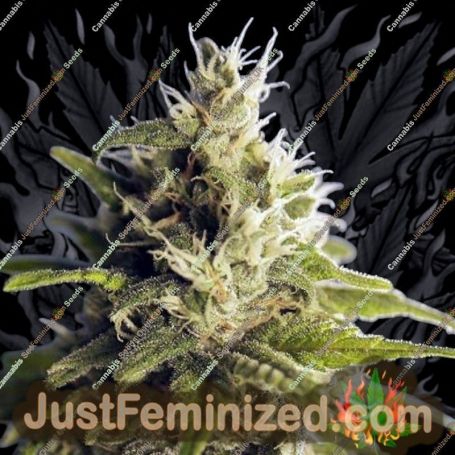 Ghani AF by House of the Great Gardener Cannabis Seeds For Sale at Just Feminized