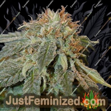 Haoma by House of the Great Gardener Cannabis Seeds For Sale at Just Feminized