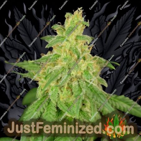 Rene by House of the Great Gardener Cannabis Seeds For Sale at Just Feminized