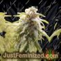 Afghani by House of the Great Gardener Cannabis Seeds For Sale at Just Feminized