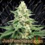 Lavender Barb by House of the Great Gardener Cannabis Seeds For Sale at Just Feminized