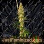 Island Sweet Barb CBG by House of Great Gardener Cannabis Seeds For Sale at Just Feminized