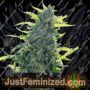 Northern Auto by Blim Burn Seeds Cannabis Seeds For Sale at Just Feminized