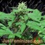 Trans Love by John Sinclair Seeds Cannabis Seeds For Sale at Just Feminized