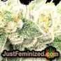 Trans Love by John Sinclair Seeds THC CBD Close Up Trichomes Potency Yield Indica Sativa Strain Pic Images