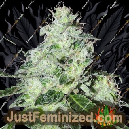 Headbanger by Karma Genetics Cannabis Seeds For Sale at Just Feminized