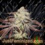 KarmDown by Karma Genetics Cannabis Seeds For Sale at Just Feminized