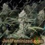 OGs Kush by Blim Burn Seeds Cannabis Seeds For Sale at Just Feminized