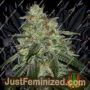 Di Frutti by Karma Genetics Cannabis Seeds For Sale at Just Feminized