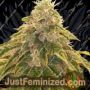Sweets by Karma Genetics Cannabis Seeds For Sale at Just Feminized