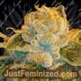 Sour Tart by Karma Genetics Cannabis Seeds For Sale at Just Feminized