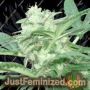 Orient Auto by Blim Burn Seeds Cannabis Seeds For Sale at Just Feminized