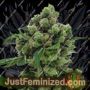 Sowahh by Karma Genetics Cannabis Seeds For Sale at Just Feminized
