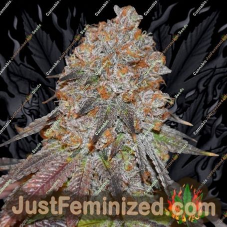Lemon Mochi by Karma Genetics Cannabis Seeds For Sale at Just Feminized