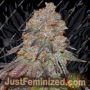 Lemon Mochi by Karma Genetics Cannabis Seeds For Sale at Just Feminized
