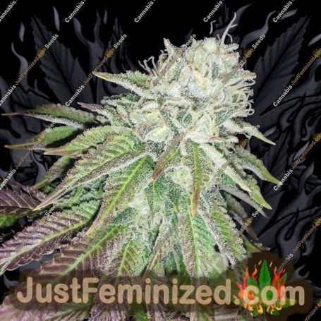 Zour Lemon by Karma Genetics Cannabis Seeds For Sale at Just Feminized