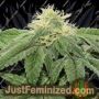 OG Tini by Karma Genetics Cannabis Seeds For Sale at Just Feminized