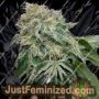 Chem Tini by Karma Genetics Cannabis Seeds For Sale at Just Feminized