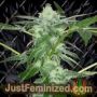 Sherb Tini by Karma Genetics Cannabis Seeds For Sale at Just Feminized