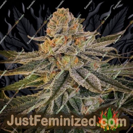 Sour Melon by Karma Genetics Cannabis Seeds For Sale at Just Feminized
