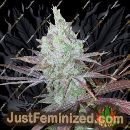 Now N Frutti by Karma Genetics Cannabis Seeds For Sale at Just Feminized