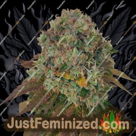 Acid Dawg by Karma Genetics Cannabis Seeds For Sale at Just Feminized