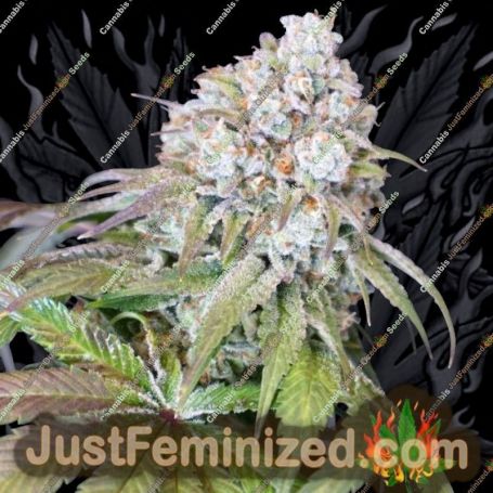 Dog Fruit by Karma Genetics Cannabis Seeds For Sale at Just Feminized