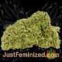 Original Clon by Blim Burn Seeds Buds Weed Ganja Skunk Pot Reefer Dope Herb Pics Images
